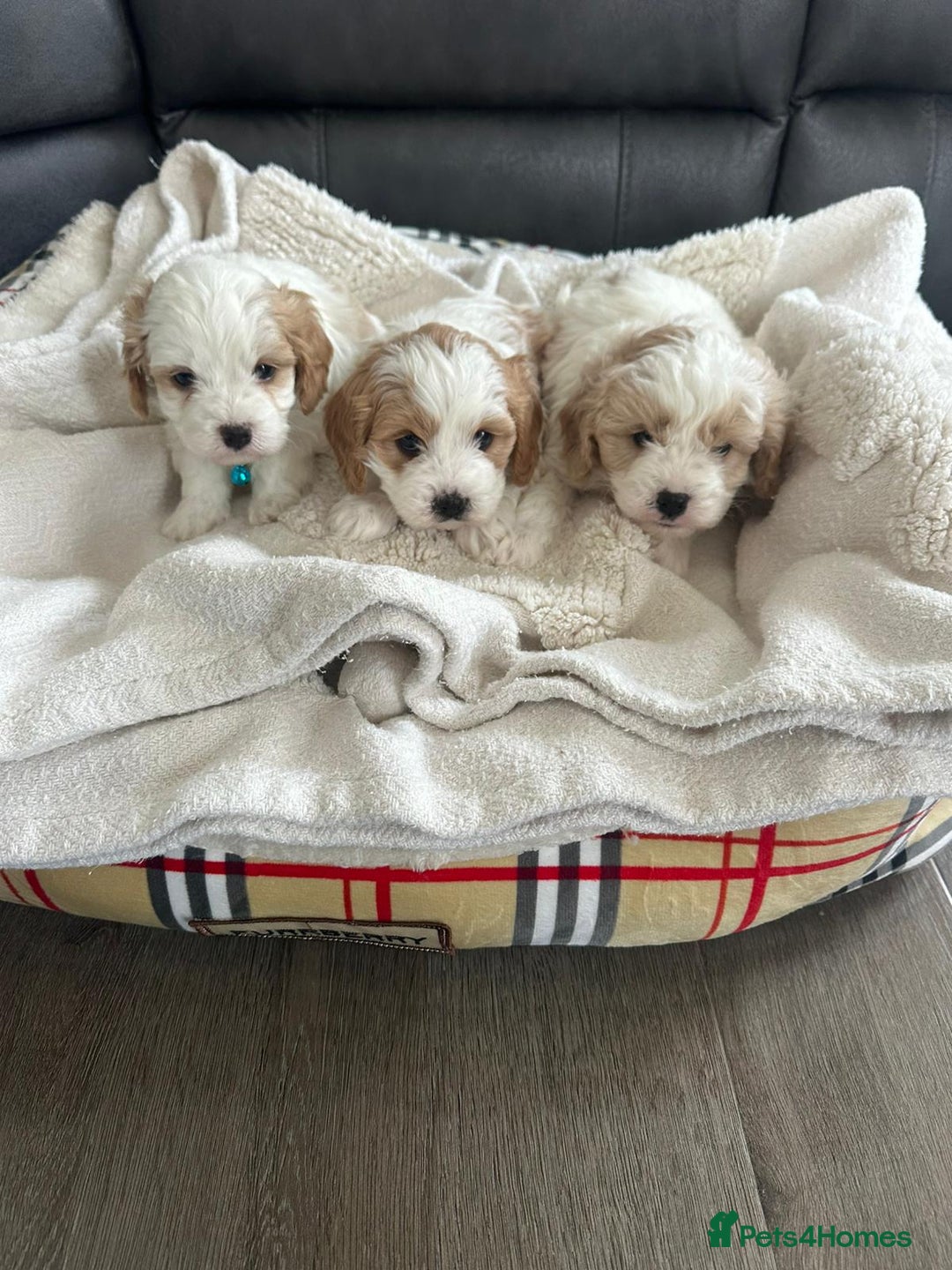 Cavapoo dogs for sale: Cavapoo puppies - Advert 9