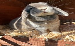 Mini Lop rabbits for sale: Beautiful mini lop doe - Image 4