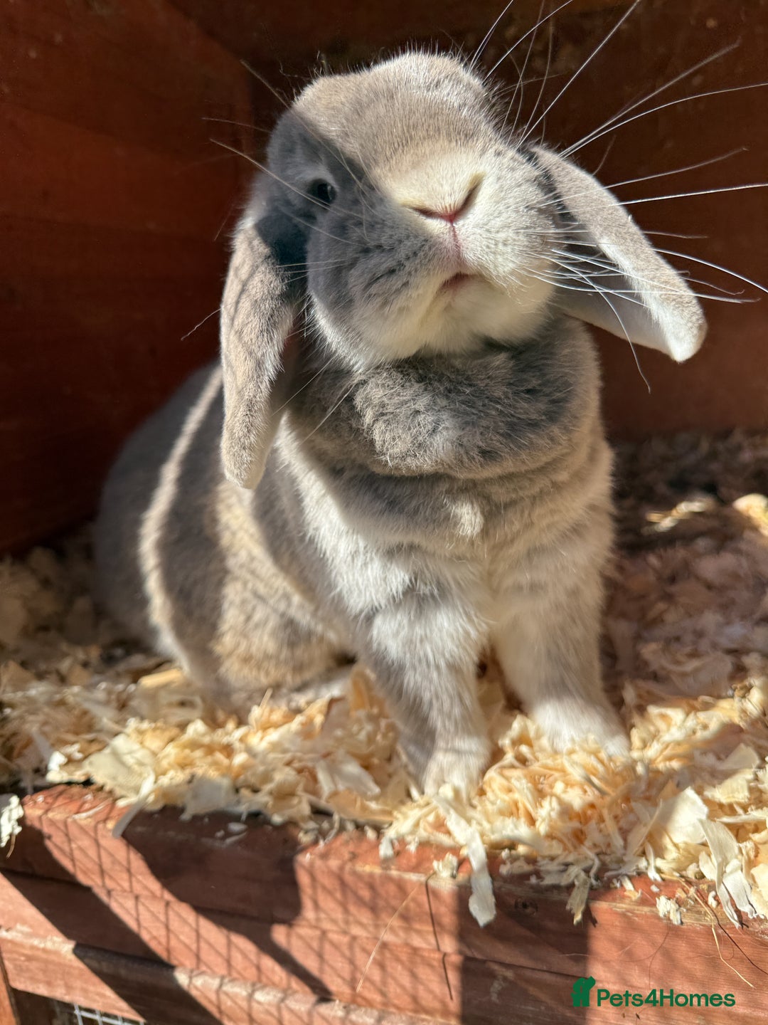 Mini Lop rabbits for sale: Beautiful mini lop doe - Image 4