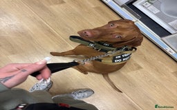 Hungarian Vizsla dogs for sale: Cooper  - Image 8