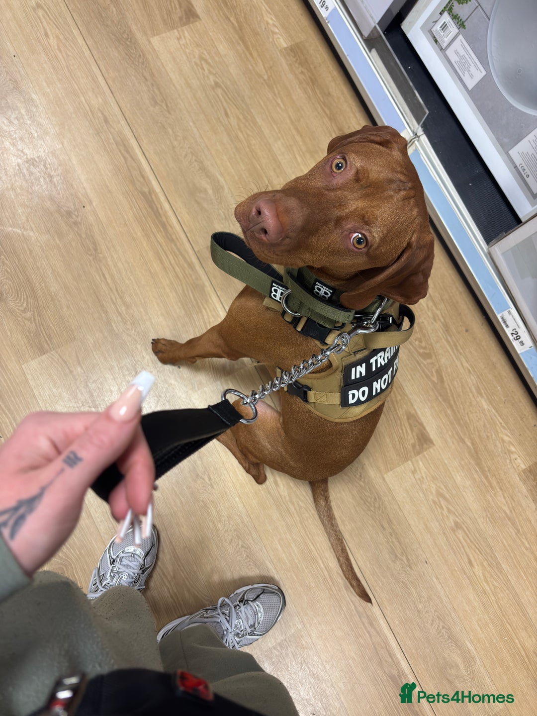 Hungarian Vizsla dogs for sale: Cooper  - Image 8