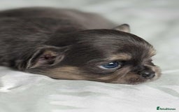 Chihuahua dogs for sale: Chocolate Girl, Blue Boy Longhair Chihuahua  - Image 5