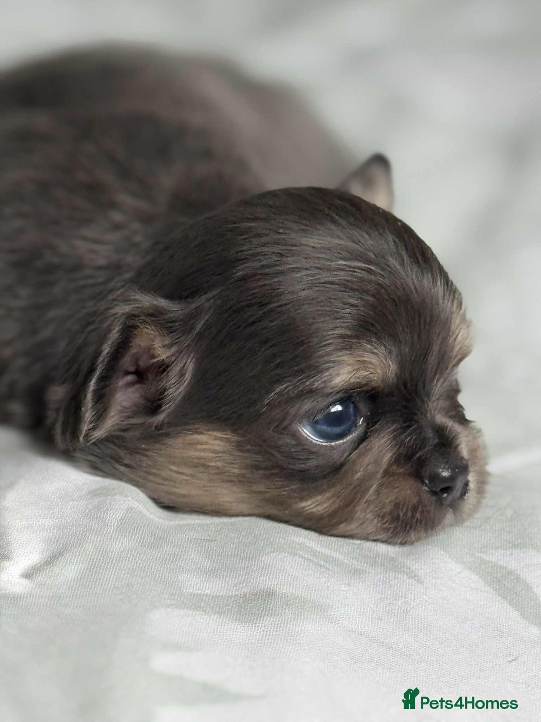 Chihuahua dogs for sale: Chocolate Girl, Blue Boy Longhair Chihuahua  - Image 5