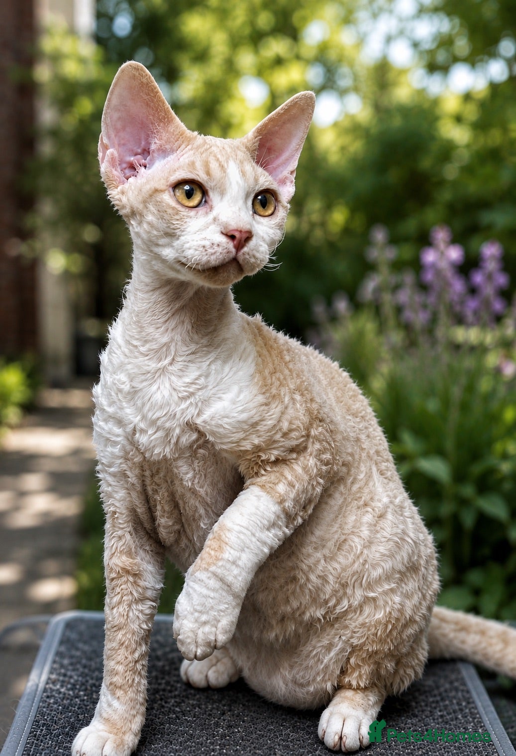 Devon Rex cats Fantastic pedigree Devon Rex Boy - Advert 2