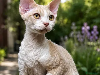 Devon Rex cats Fantastic pedigree Devon Rex Boy - Advert 2