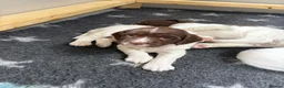 English Springer Spaniel dogs for sale: KC Registered English Springer Spaniel Puppies - Advert 19