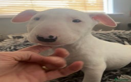 English Bull Terrier dogs for sale: Outstanding male bull terriers  - Image 5
