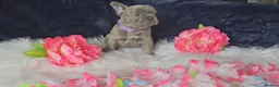 French Bulldog dogs for sale: 🐶💜 KC Registered French Bulldog Puppies - Advert 25