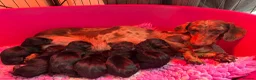 Miniature Dachshund dogs for stud: STUD Mini Dachshund  - Advert 13