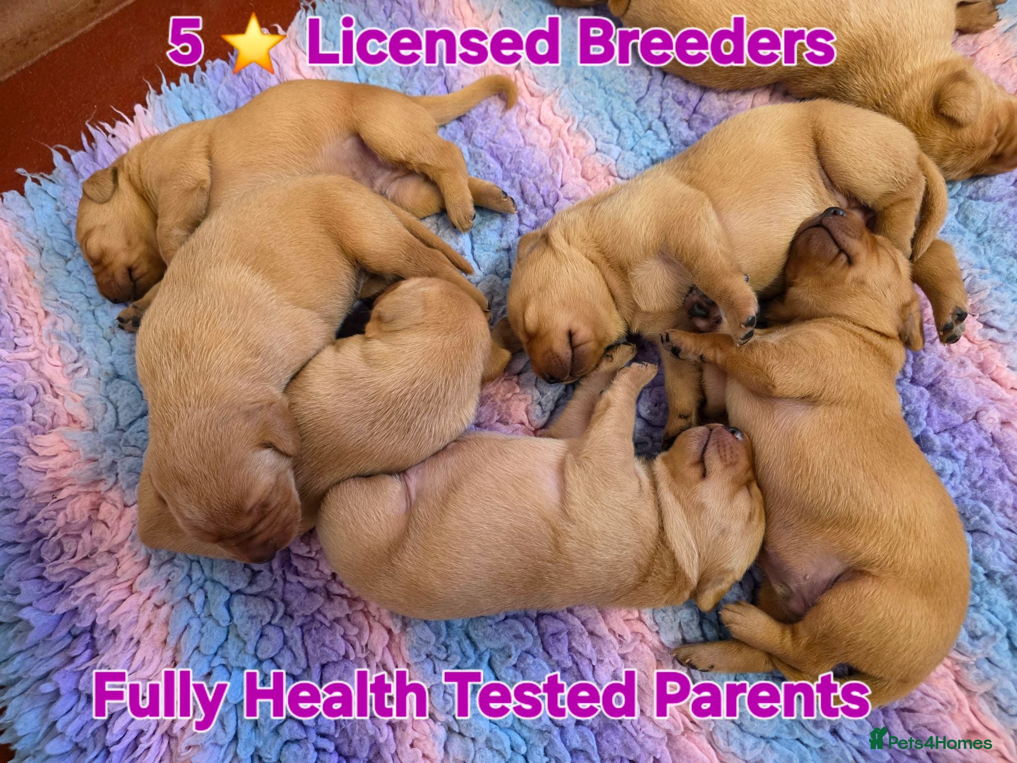 Labrador Retriever dogs Fantastic Fox Red Labrador Puppies  - Advert 1