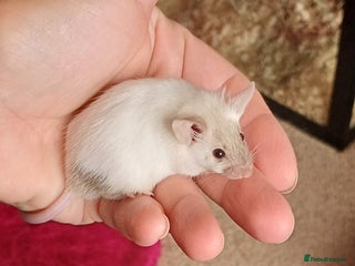 Mouse rodents - Advert 3