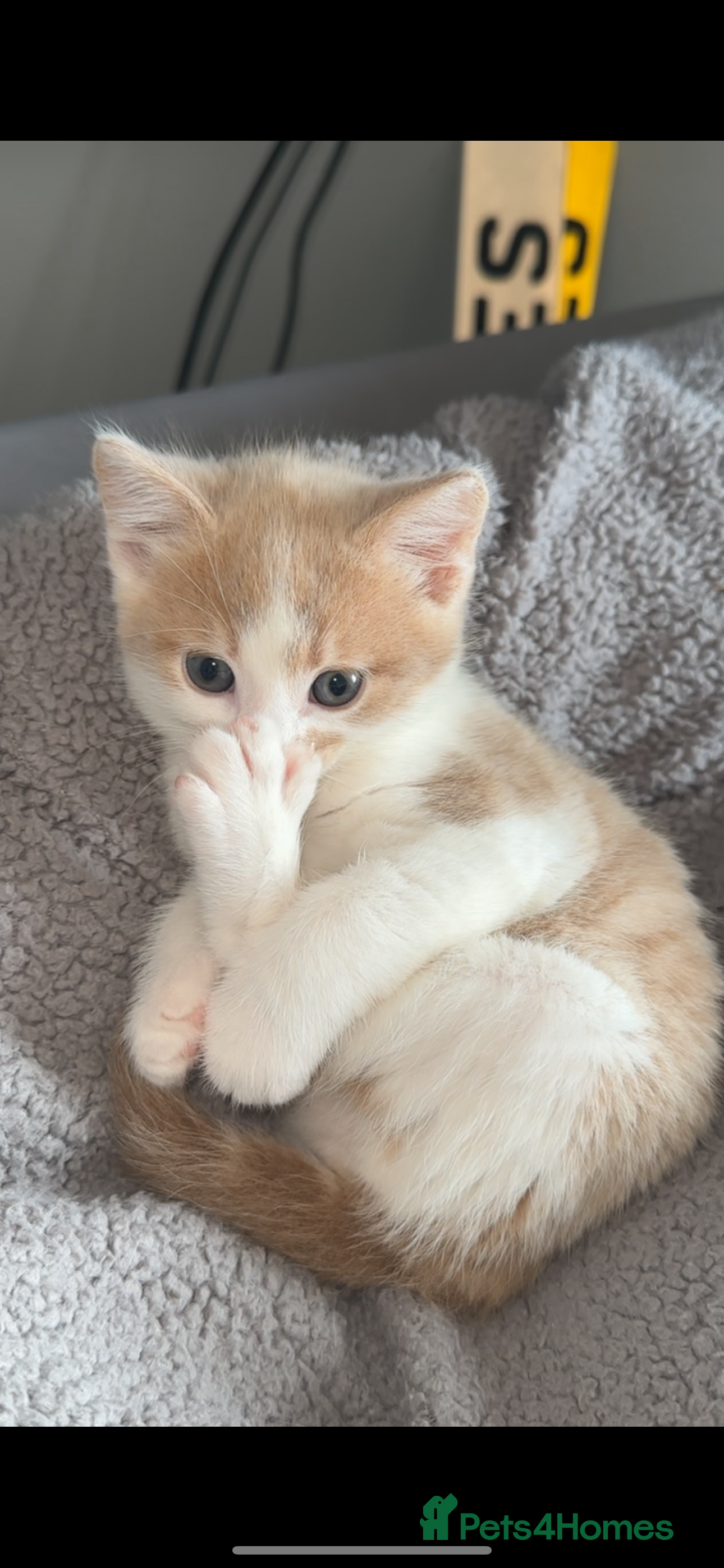 Turkish Angora cats Rare coloured kittens 🐱 😍 - Advert 4