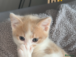 Turkish Angora cats Rare coloured kittens 🐱 😍 - Advert 2