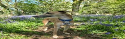 Mixed Breed dogs for sale: 🐾 Labrador × Whippet Puppies! 🐾 - Advert 25