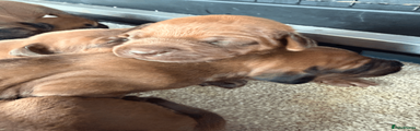 Rhodesian Ridgeback Puppy 6