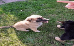 German Shepherd dogs for sale: Straight back gsd puppies  - Image 7