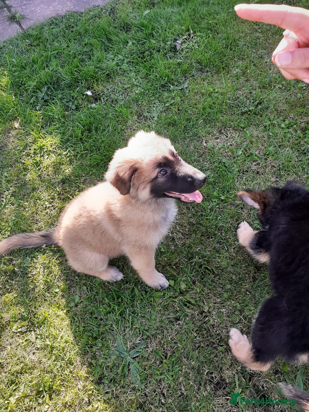 German Shepherd dogs for sale: Straight back gsd puppies  - Image 7