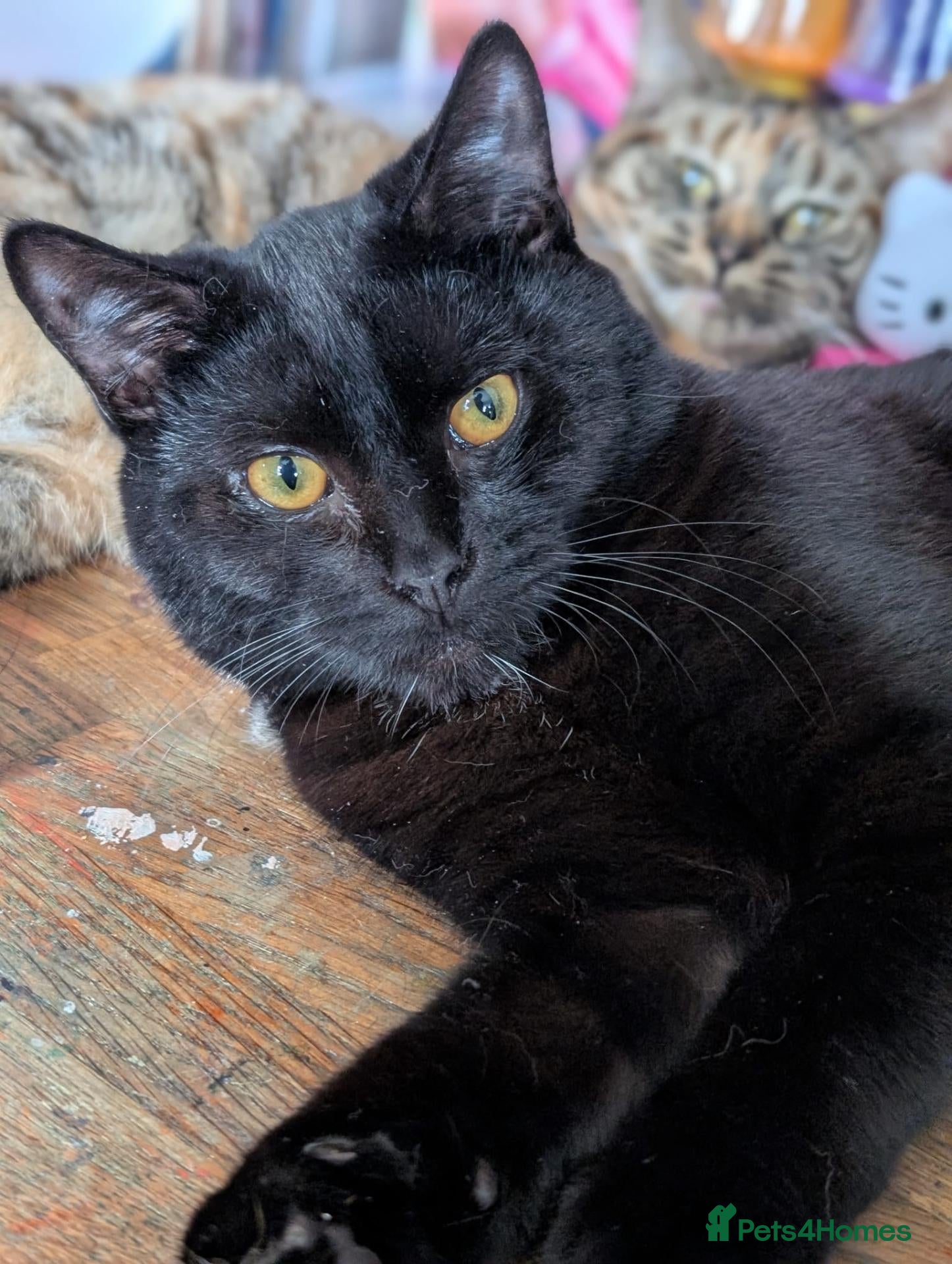 Mixed Breed cats Maui and Freya  - Advert 1