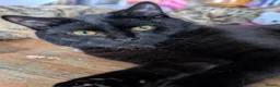 Mixed Breed cats for sale: Maui and Freya  - Advert 2