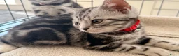 British Shorthair cats for sale: Outstanding GCCF Champion BSH Silver Tabby Kittens - Advert 4