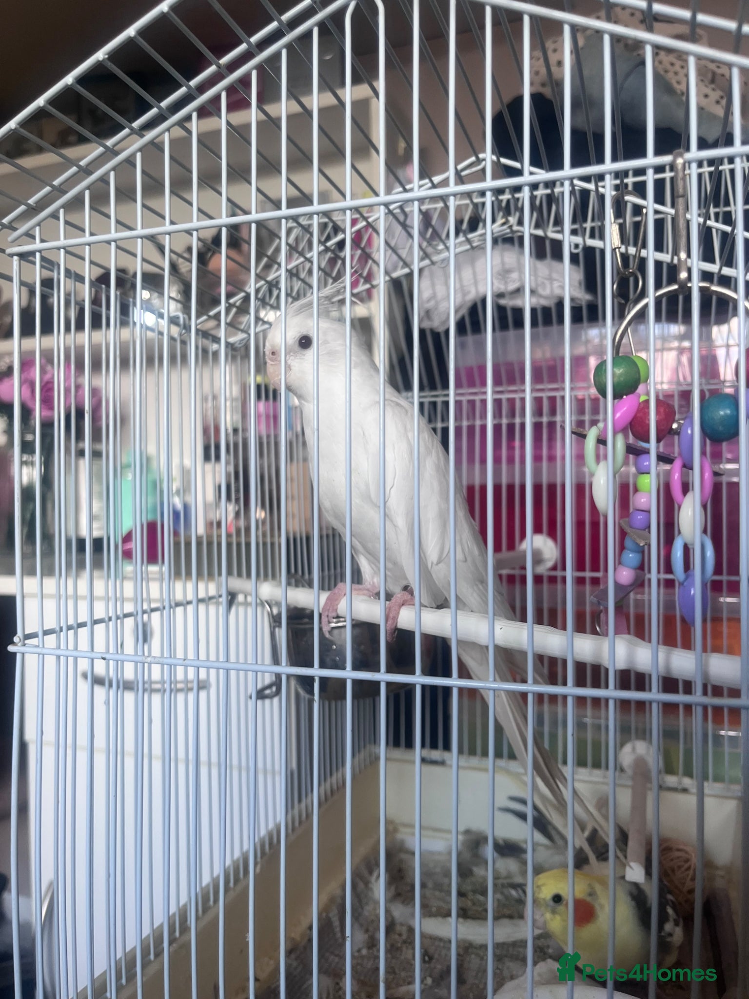 Cockatiels birds for sale: Albino Cocktail  in Witney - Advert 1