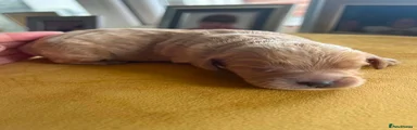 Cockapoo 3