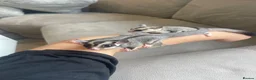 Sugar Glider rodents for sale: Sugar Gliders Grey + Leu (Details in Description) - Advert 3