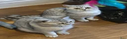 British Shorthair cats for sale: British Shorthair Kittens for sale - Advert 5