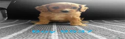 Cavapoo dogs for sale: cavapoo pups ready now  - Advert 11