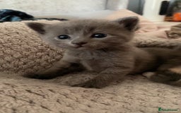 Mixed Breed cats for sale: 3 Beautiful Tabby Kittens  - Image 3