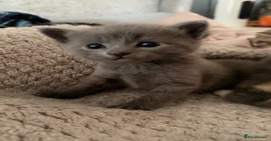Mixed Breed cats - Advert 12