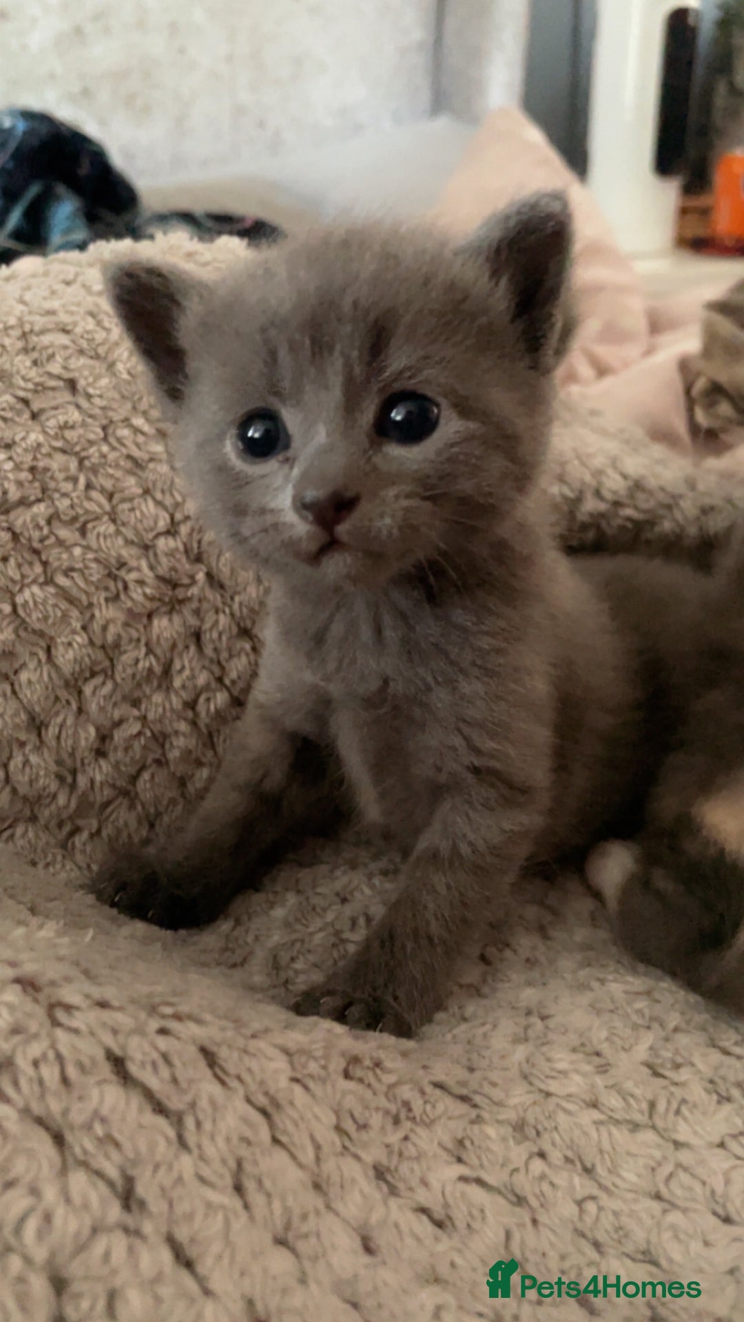 Mixed Breed cats for sale: 3 Beautiful Tabby Kittens  - Image 3