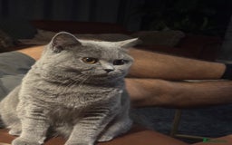 British Shorthair cats for sale: British shorthair cats Gccf registered  - Image 14