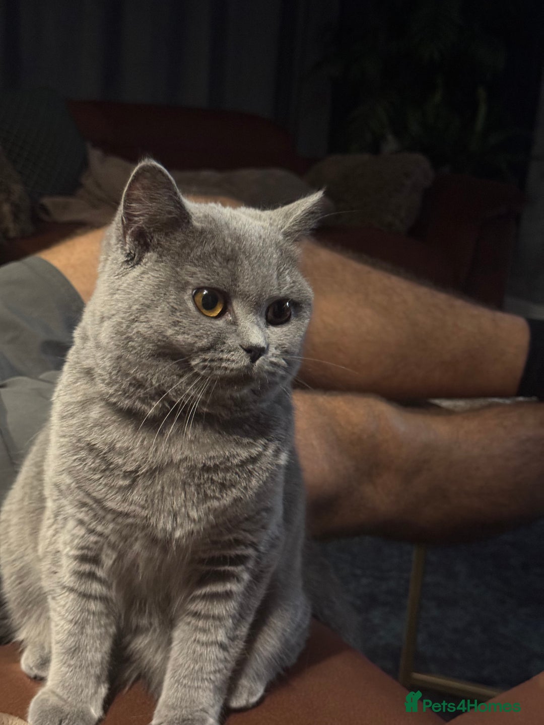 British Shorthair cats for sale: British shorthair cats Gccf registered  - Image 14