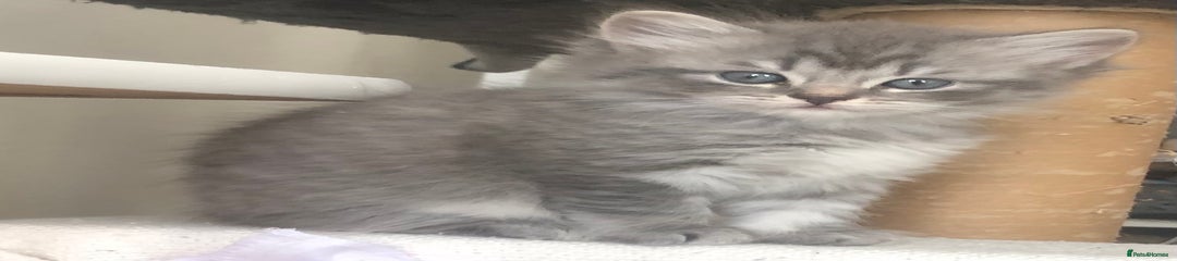 Layla (Blue tabby Longhair)