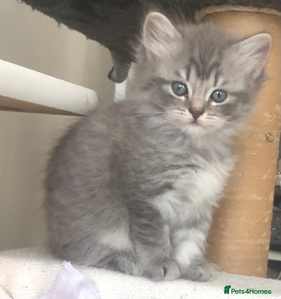Scottish Fold cats for sale: STUNNING KITTENS FOR SALE! - Image 9