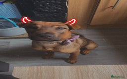 Mixed Breed dogs for sale: Rehoming male and female - Image 13