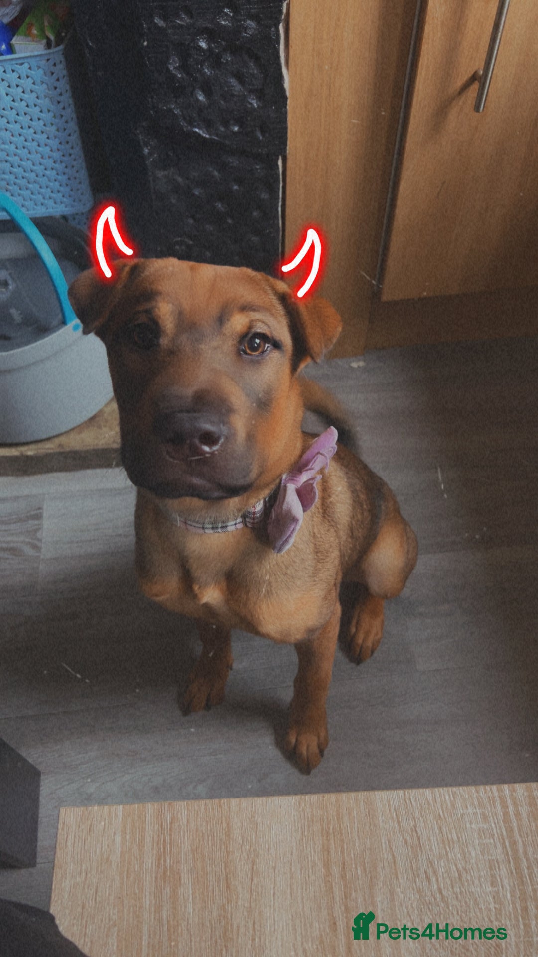 Mixed Breed dogs for sale: Rehoming male and female - Image 13