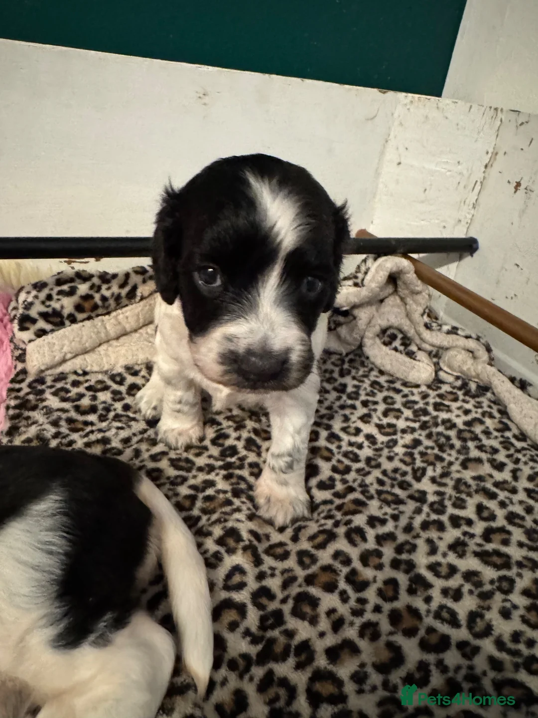 English Springer Spaniel dogs for sale: KC Registered Springer Spaniels - Advert 24