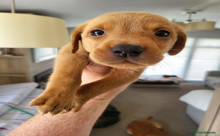 Labrador Retriever dogs - Advert 1