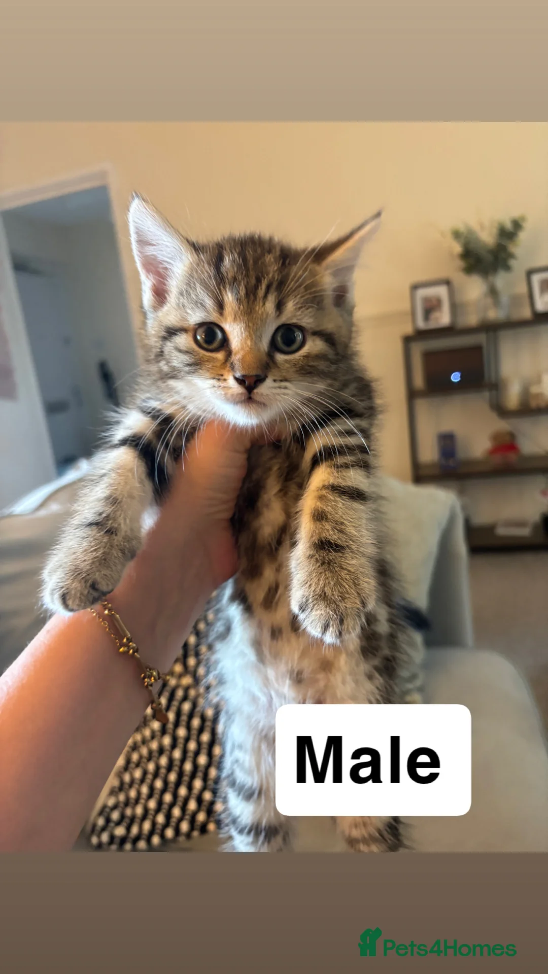 Mixed Breed cats for sale: 3 Scottish fold and bengal bread kittens  - Advert 2