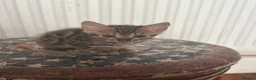 Bengal cats for sale: Stunning Bengal kittens  - Advert 12
