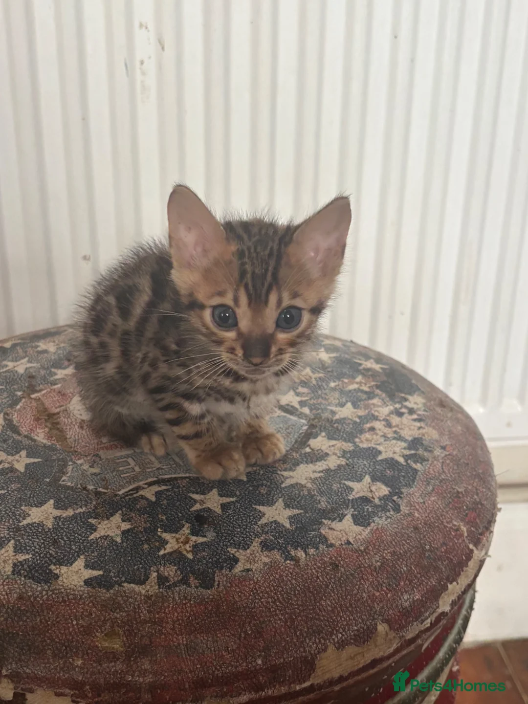 Bengal cats for sale: Stunning Bengal kittens  - Advert 12