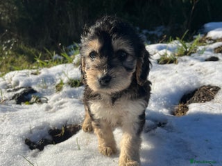 Cockapoo dogs 2 Beautiful Cockapoos! 🐶🐶 - Advert 1