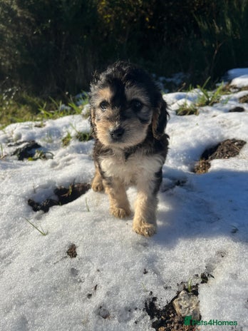 Cockapoo dogs 2 Beautiful Cockapoos! 🐶🐶 - Advert 1