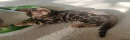 Bengal cats for sale: Cuddly and beautiful pedigree bengal kittens - Advert 34