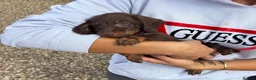 Dachshund dogs for sale: For sale is my dachshunds puppy’s  - Advert 3
