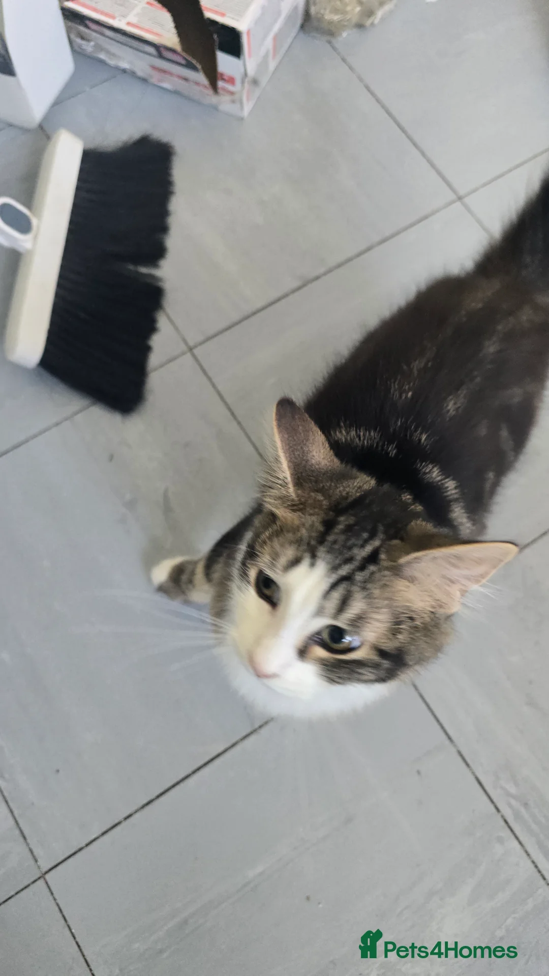 Mixed Breed cats for sale: 2 Beautiful Forever Brothers Available - Advert 8