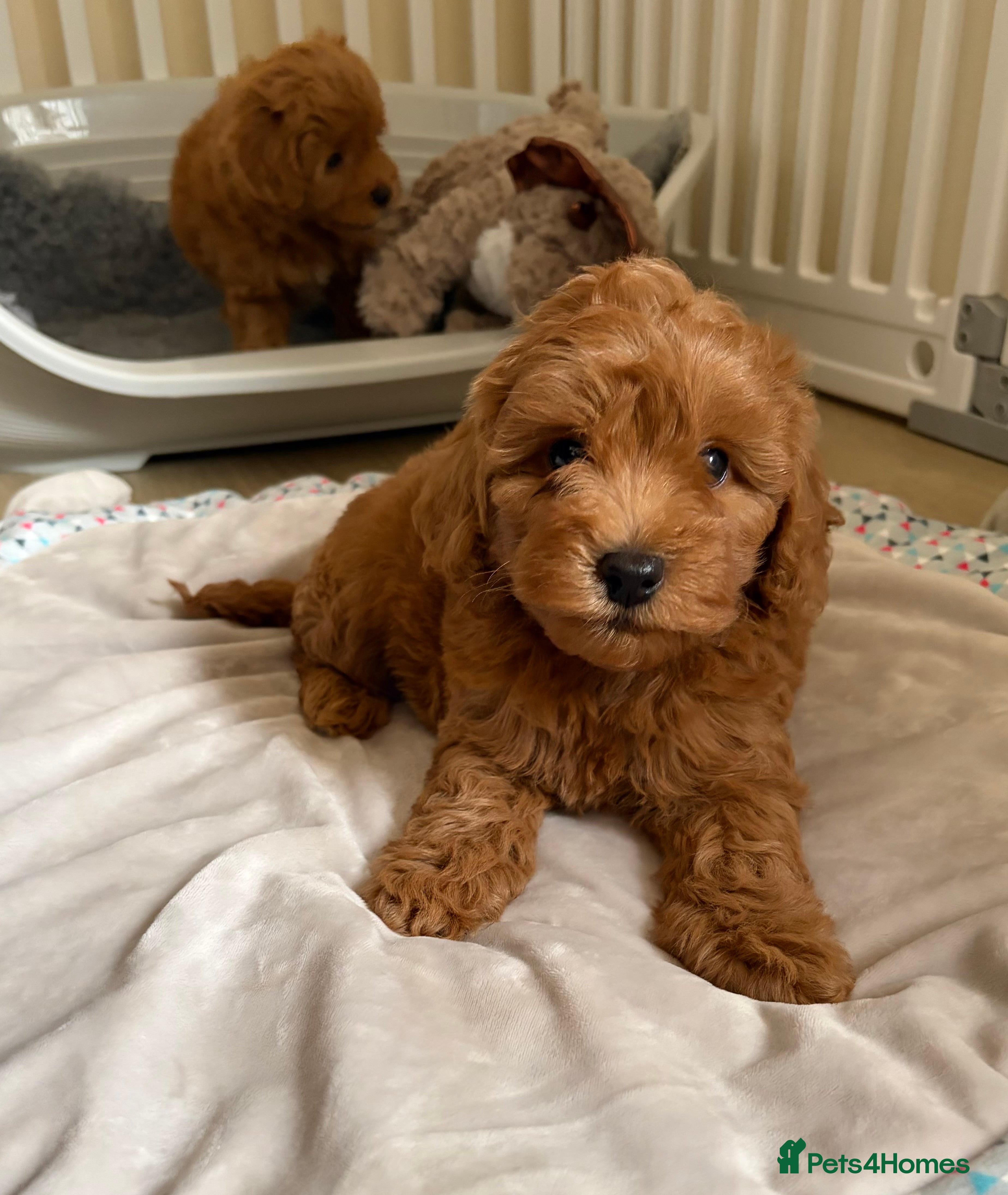 Cockapoo dogs Toy poodle/cockapoo puppies Health tested  - Advert 6