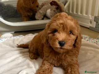 Cockapoo dogs Toy poodle/cockapoo puppies Health tested - Advert 5